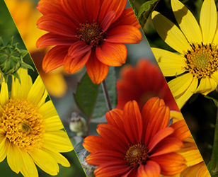 heliopsis-teaser