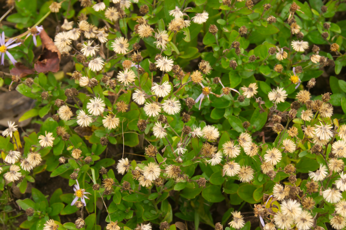 Aster ageratoides 'Adustus Nanus'