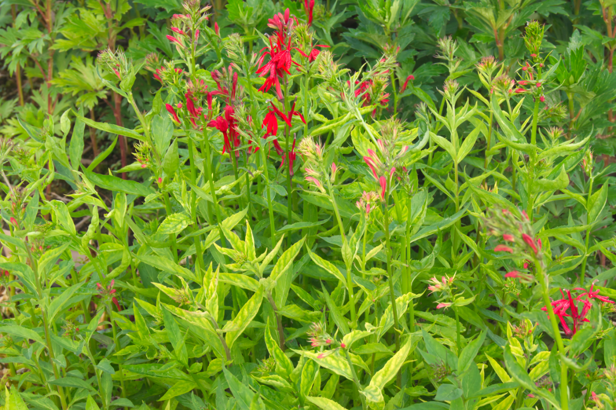 Lobelia cardinalis