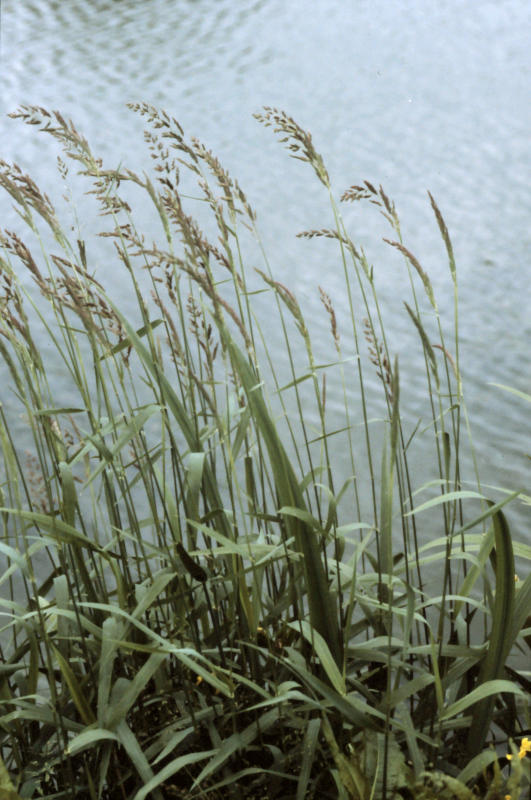 Phalaris arundinacea