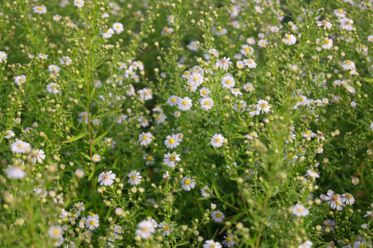 Aster ericoides 'Erlkönig'