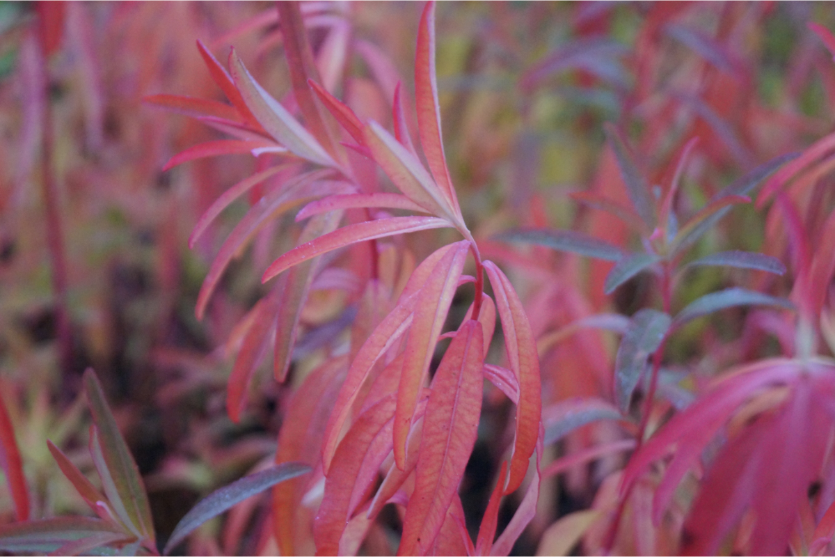 Euphorbia palustris