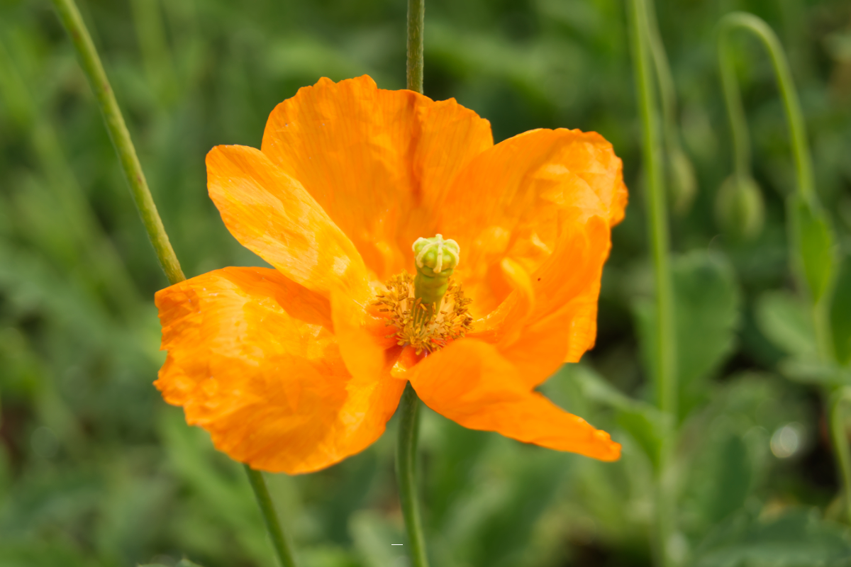 Papaver lateritium 'Semiplena'