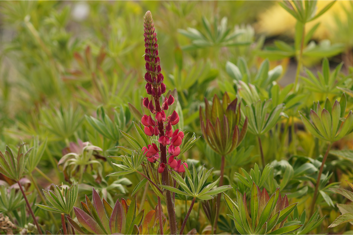 Lupinus Polyphyllus-Hybr. 'Mein Schloß' - Lupine