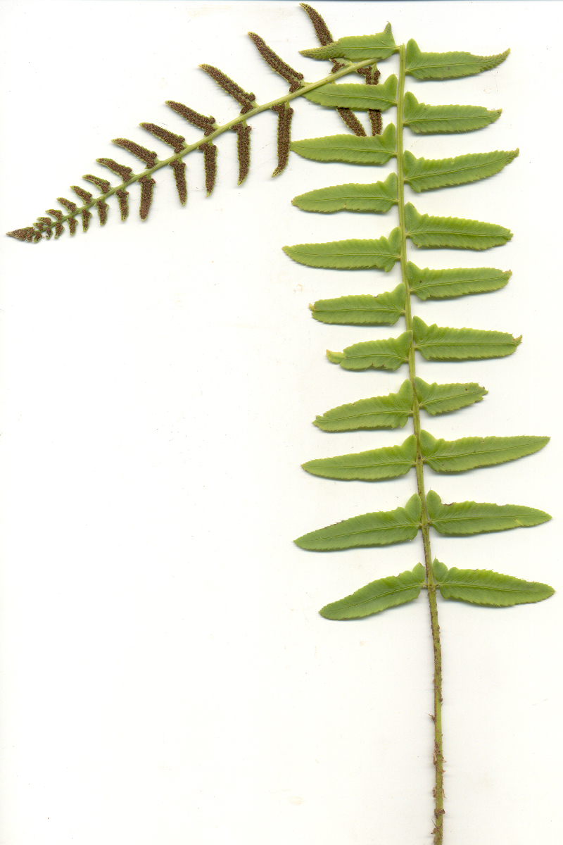 Polystichum acrostichoides gen.