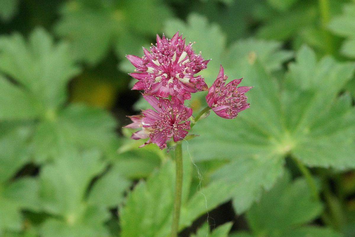 Astrantia major 'Claret' - Sterndolde