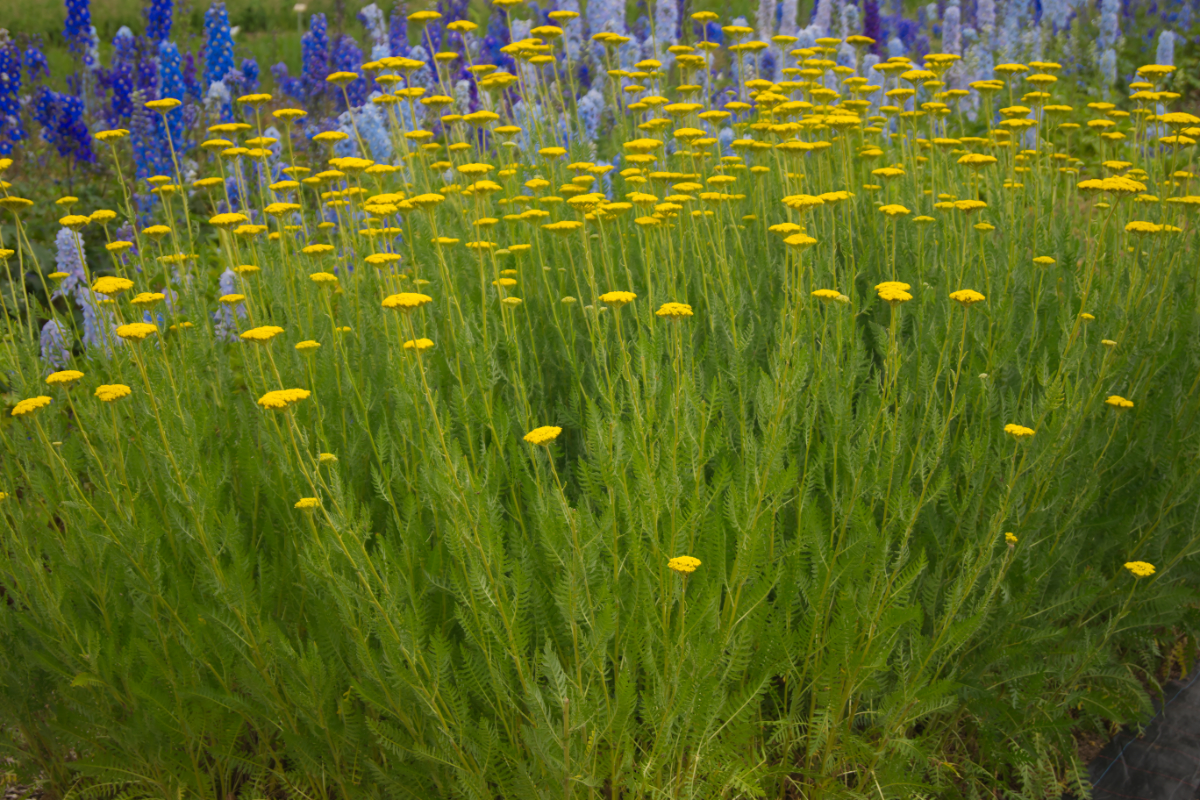 Achillea Filipendulina-Hybr. 'Coronation Gold'