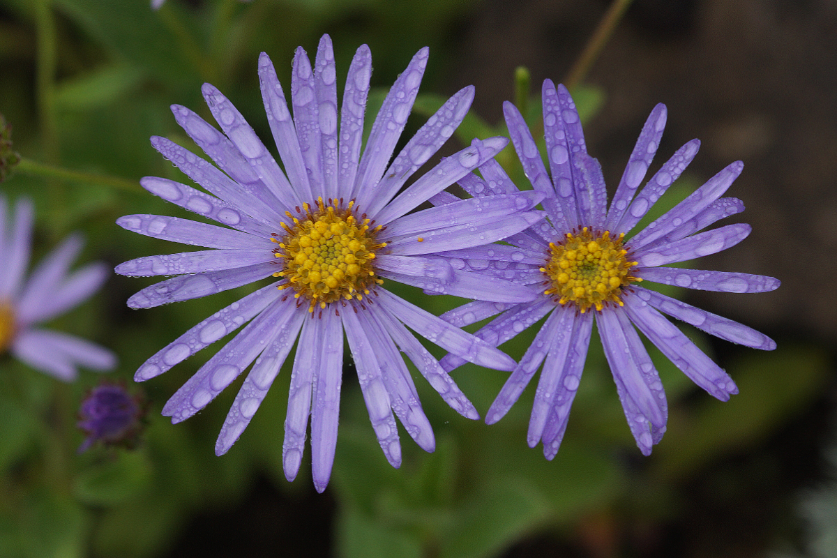 Aster frikartii 'Wunder von Stäfa'