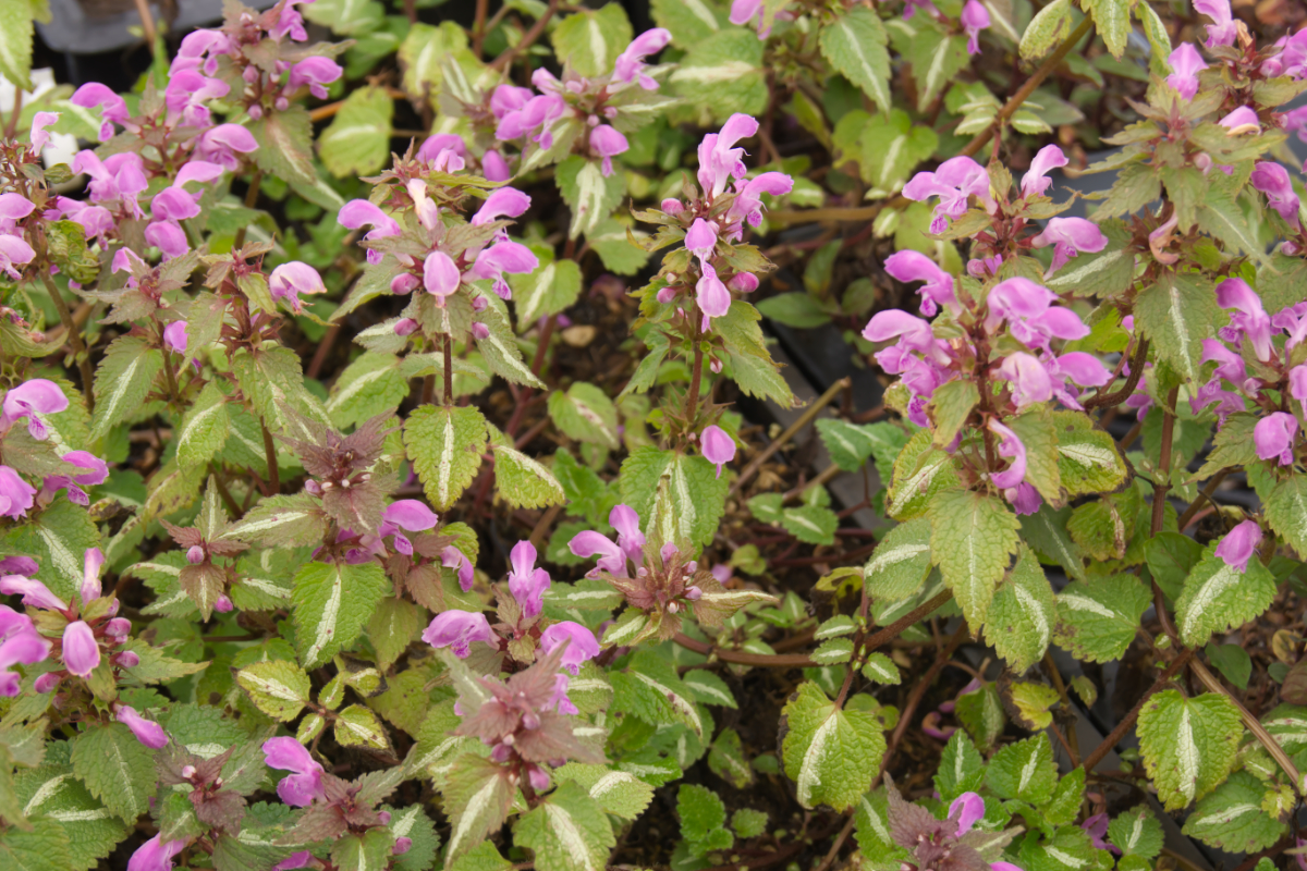 Lamium maculatum 'Chequers' - Gefleckte Taubnessel