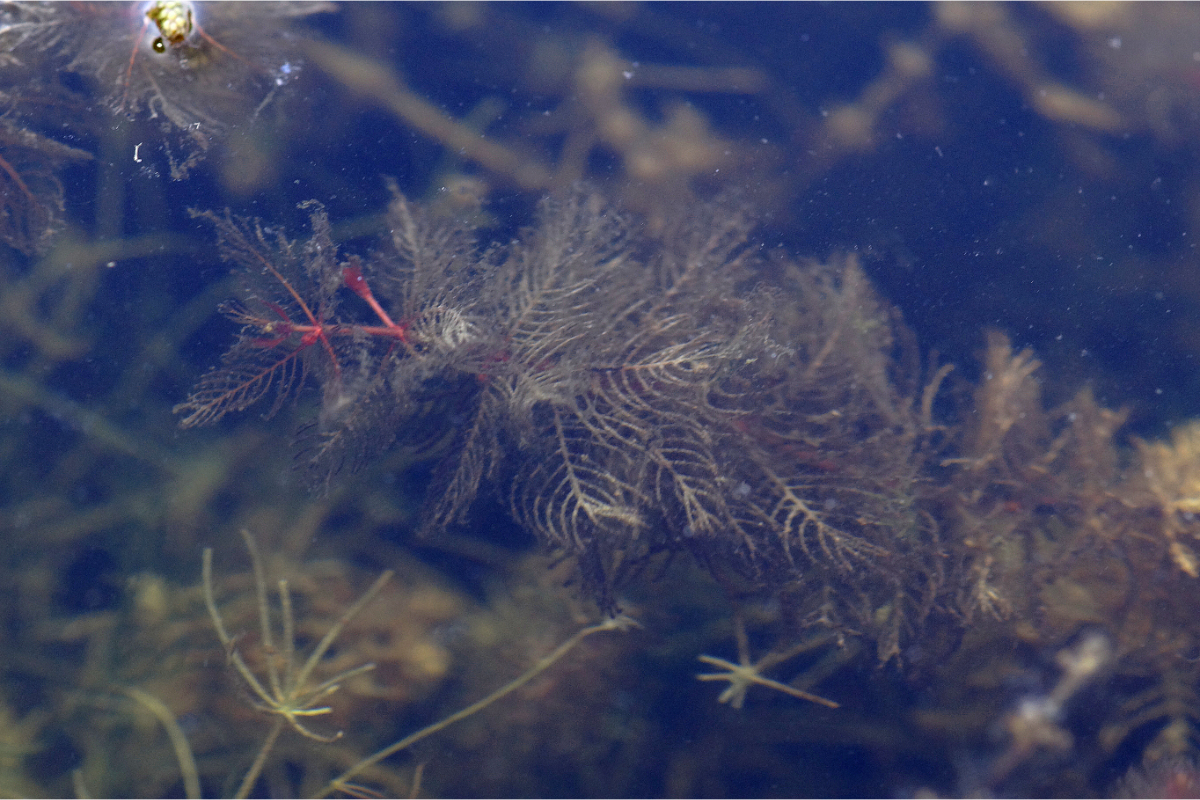 Myriophyllum spicatum