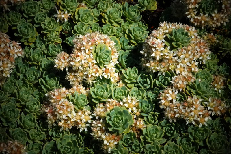 Sedum pachyclados