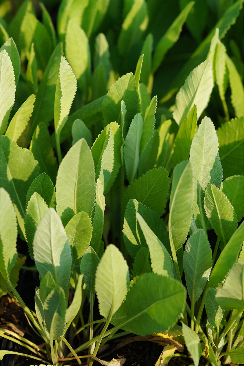 Tanacetum balsamita