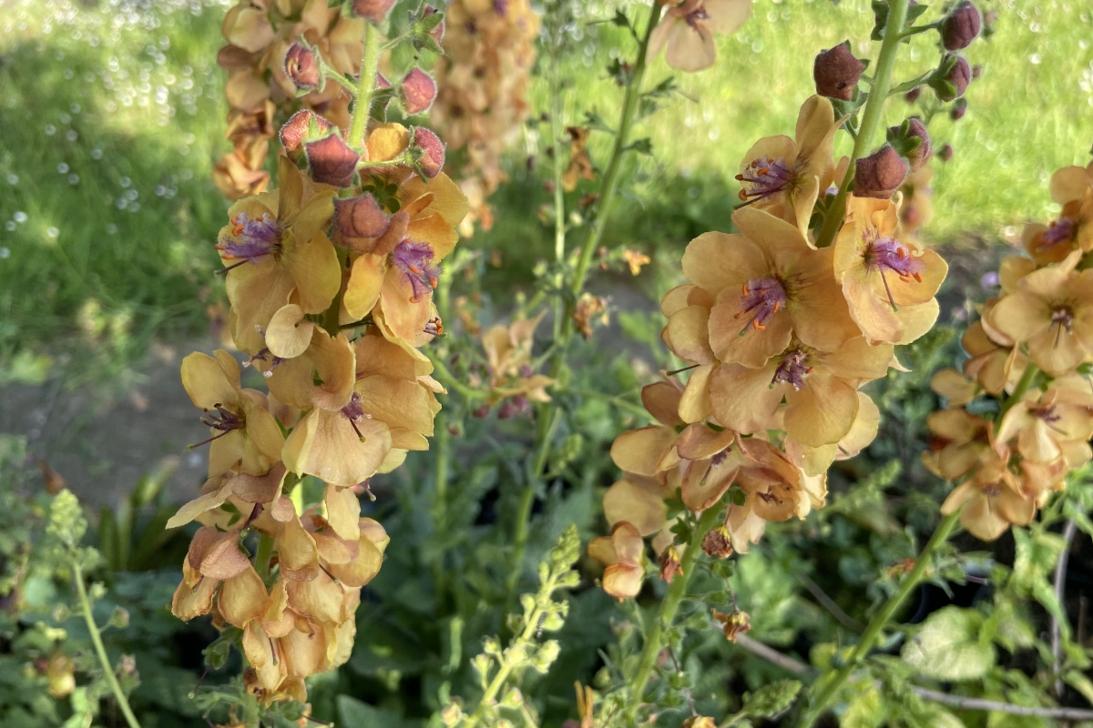 Verbascum x cultorum 'Clementine'