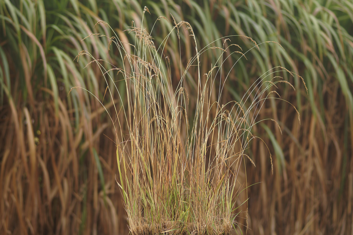 Calamagrostis varia - Berg-Reitgras