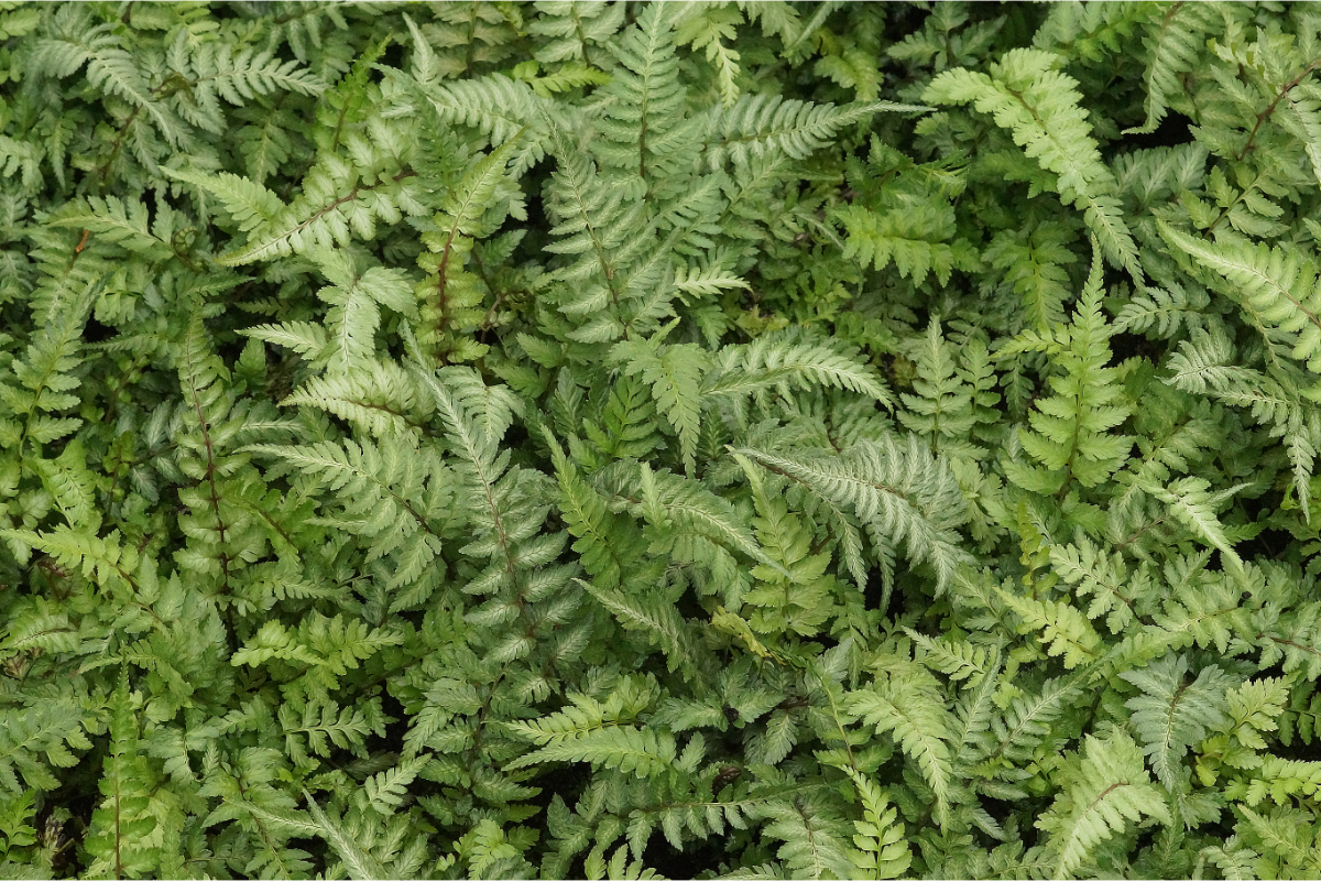 Athyrium niponicum 'Metallicum' gen.