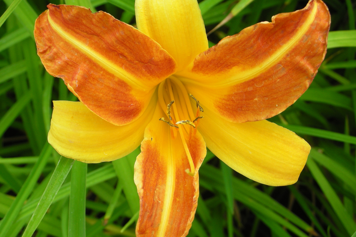 Hemerocallis Hybride 'Frans Hals'