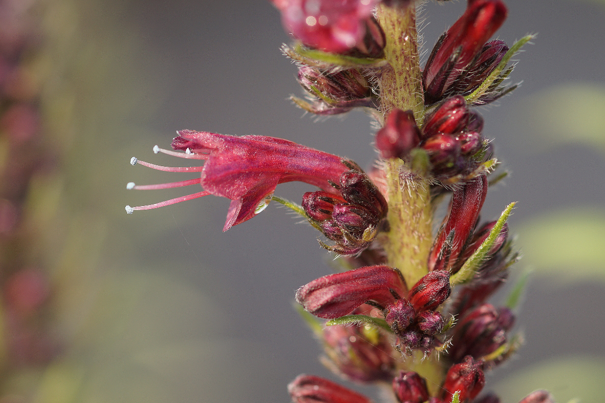 Echium russicum - Russischer Natternkopf