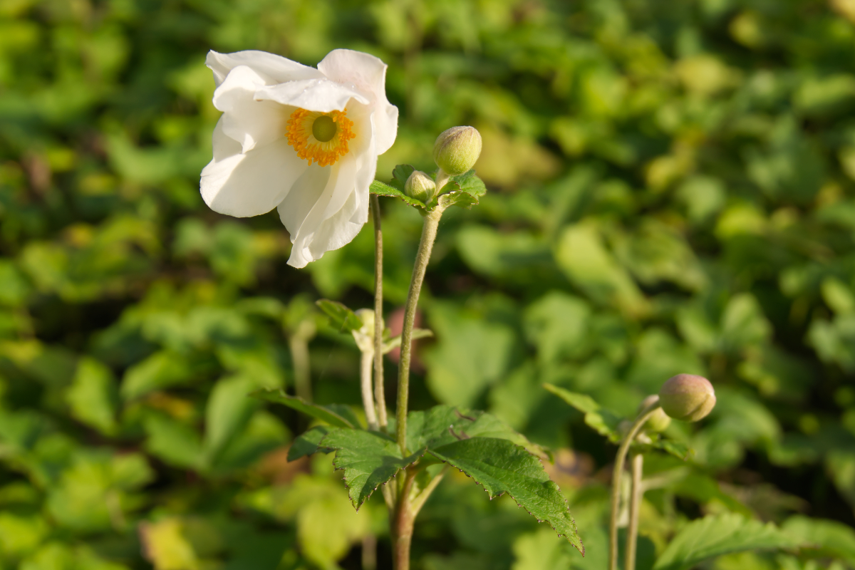 Anemone Japonica-Hybr. 'Honorine Jobert'