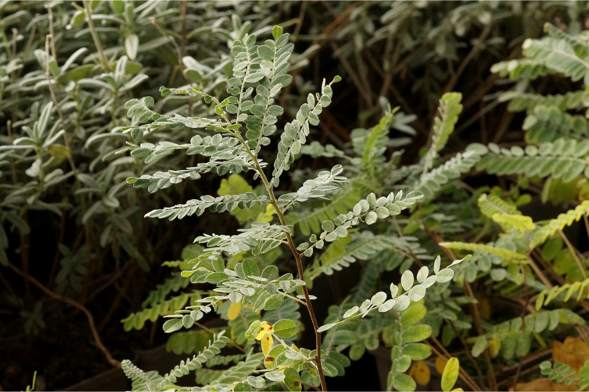 Amorpha canescens - Bleibusch