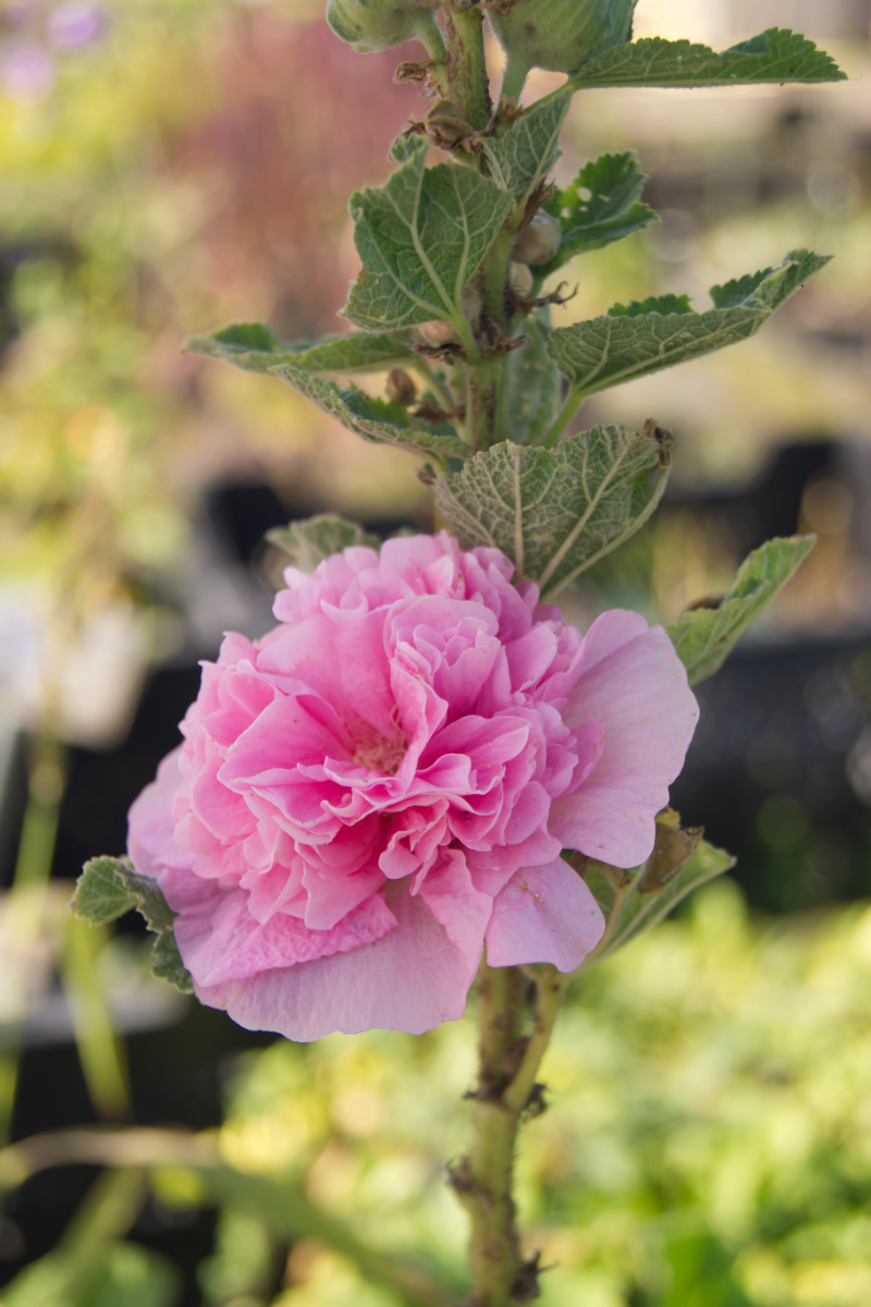 Alcea rosea 'Pleniflora', ROSA