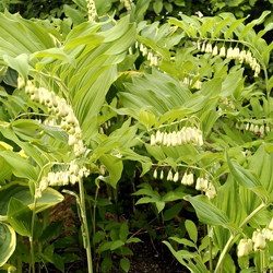Salomonsiegel (Polygonatum)