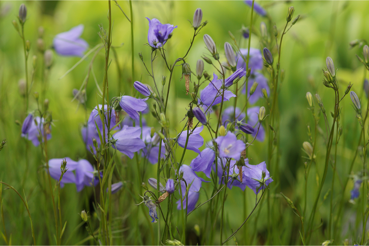 Campanula rotundifolia - Glockenblume