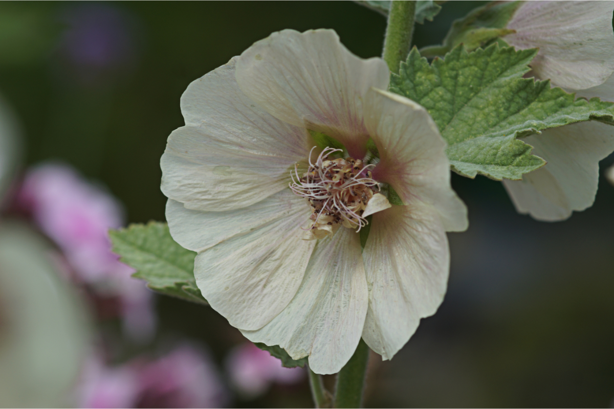 Alcea suffrutescens 'Parkallee' - Stockrose