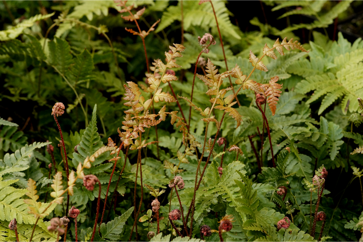 Dryopteris erythrosora gen. - Rotschleierfarn