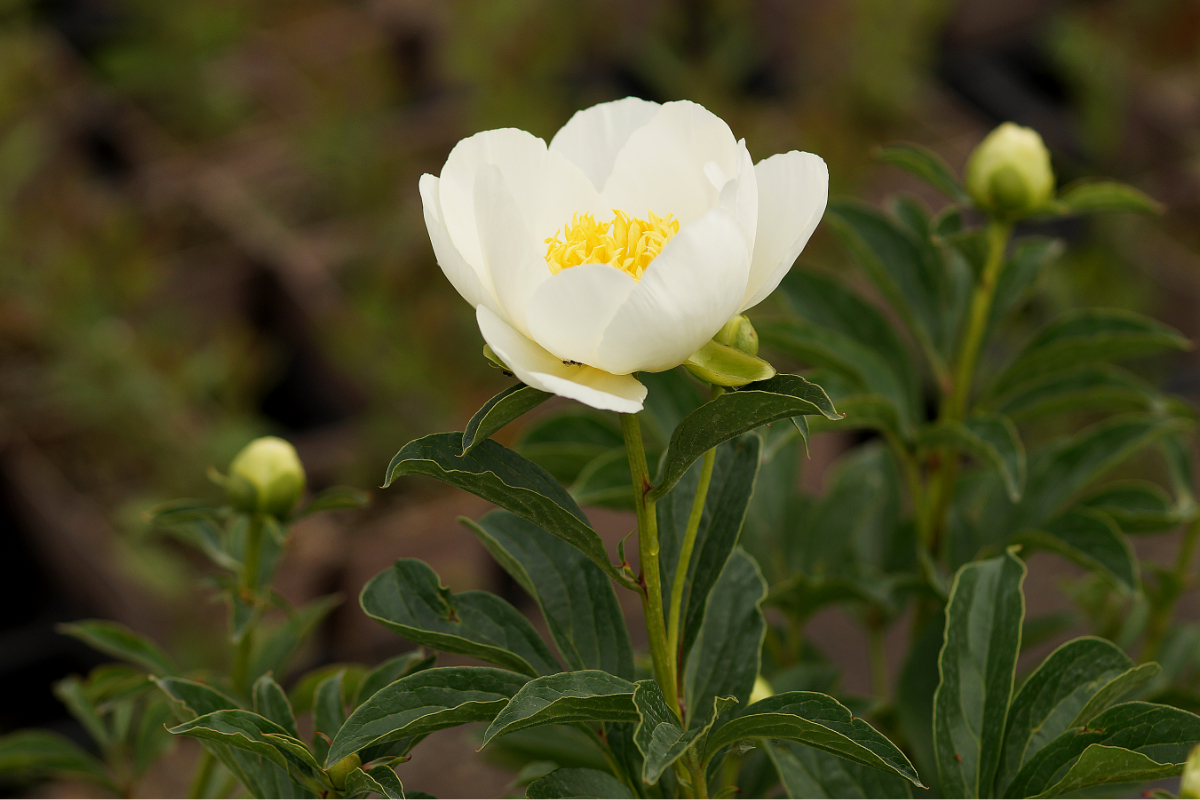 Paeonia Lactiflora-Hybr. 'Jan v.Leeuwen'