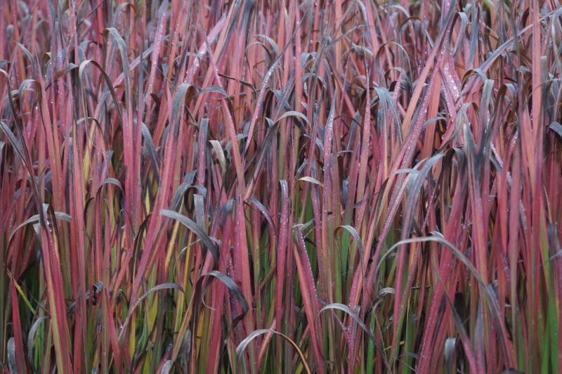 Imperata cylindrica 'Red Baron'