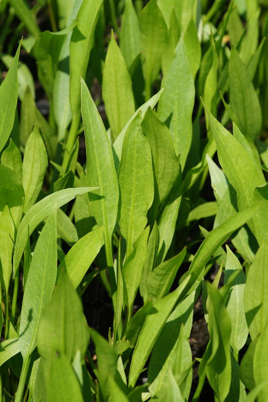 Alisma lanceolatum - Lanzettblättriger Froschlöffel