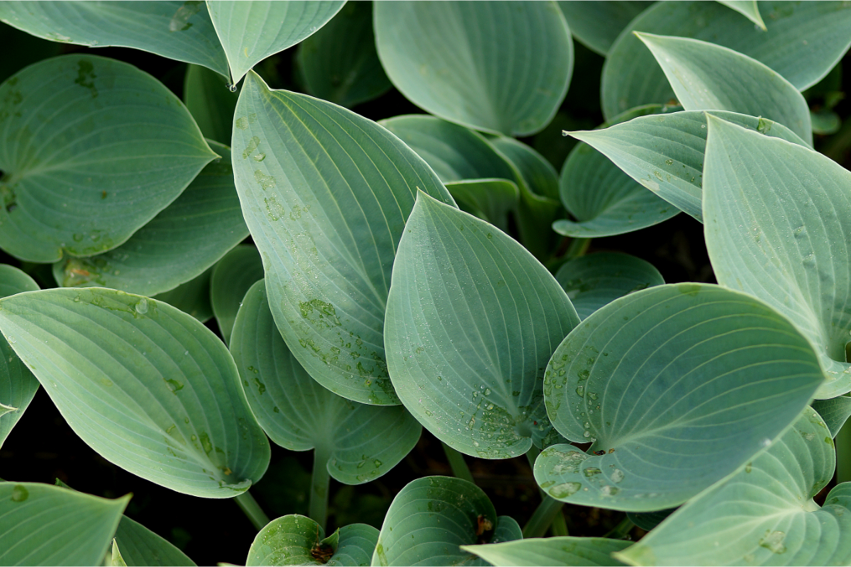 Hosta x tardiana 'Halcyon' - Funkie, Herzblattlilie