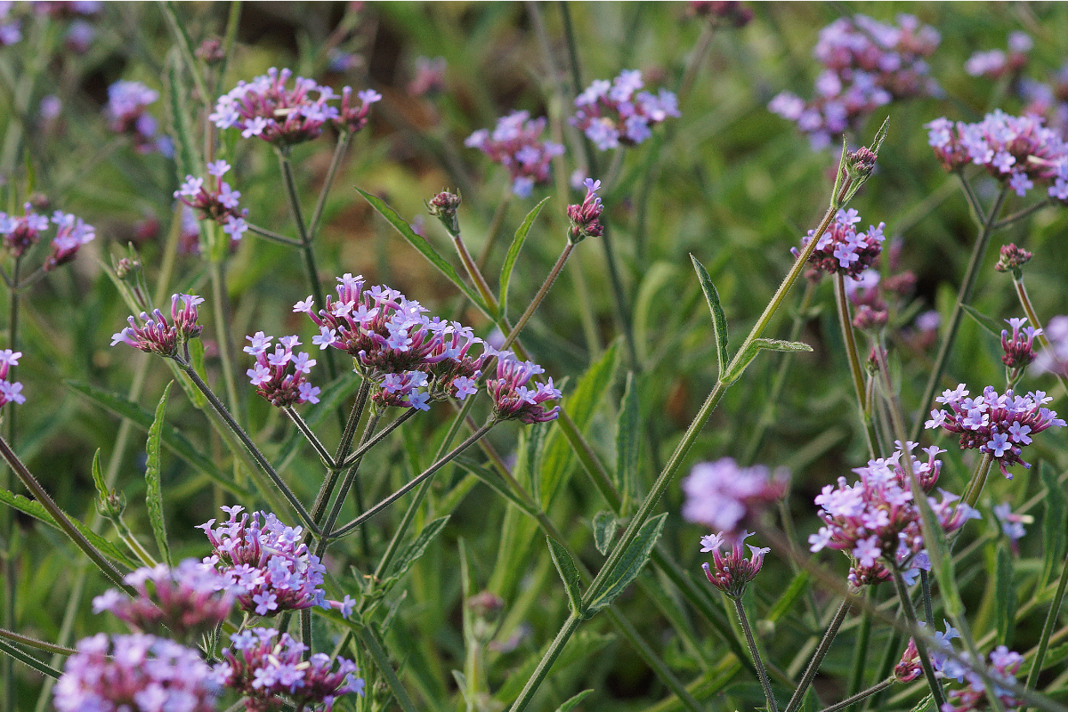 Verbena bonariensis 'Lollipop' (R)