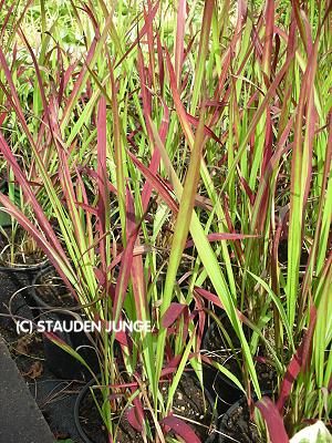 Imperata cylindrica 'Red Baron'