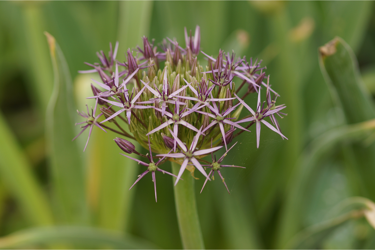Allium christophii (albopilosum) - Sternkugellauch