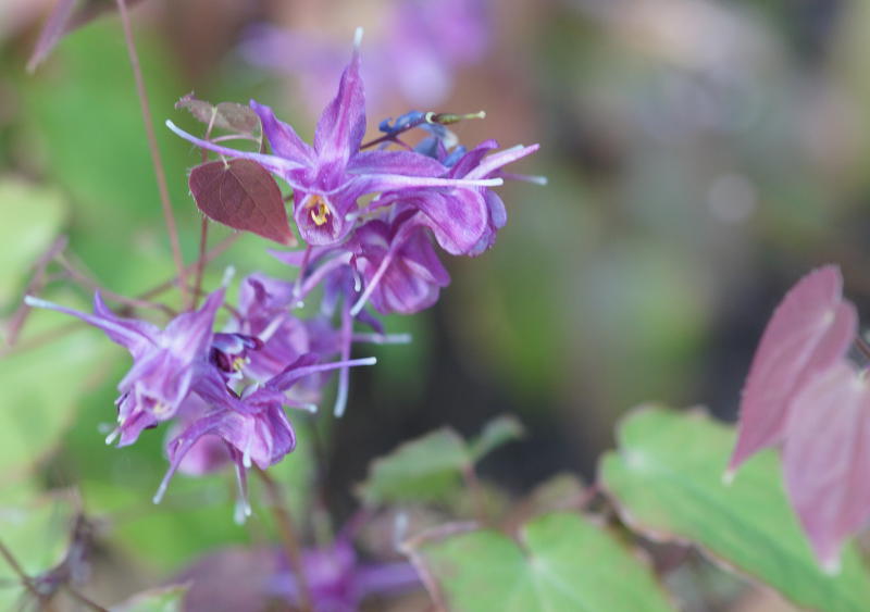 Epimedium grandiflorum 'Lilafee'