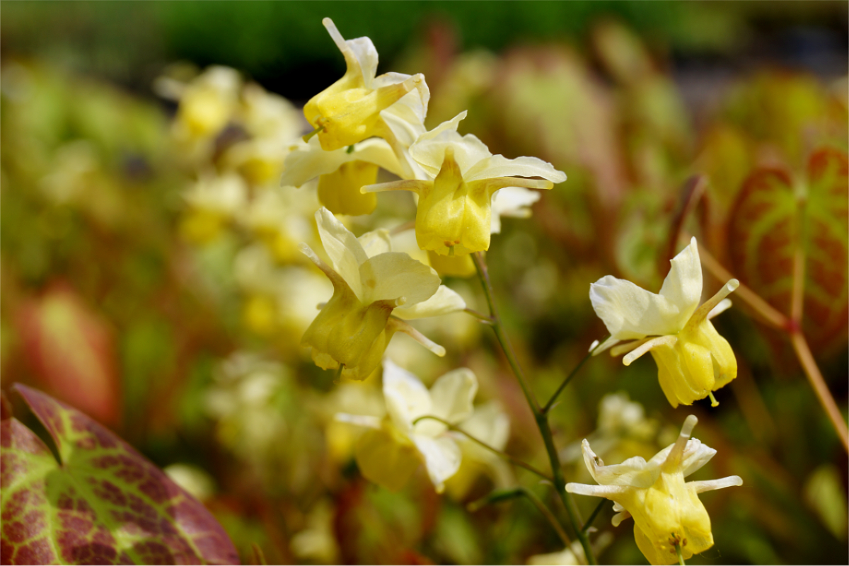 Epimedium x versicolor 'Sulphureum'