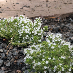 Thymus serphyllus 'Albus' Thymus serphyllus 'Albus'