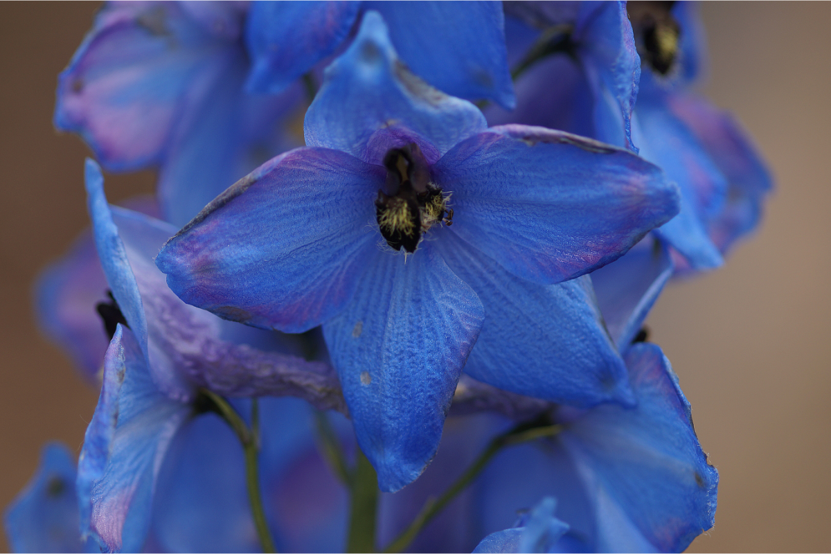 Delphinium Elatum-Hybr. 'Ouvertüre'