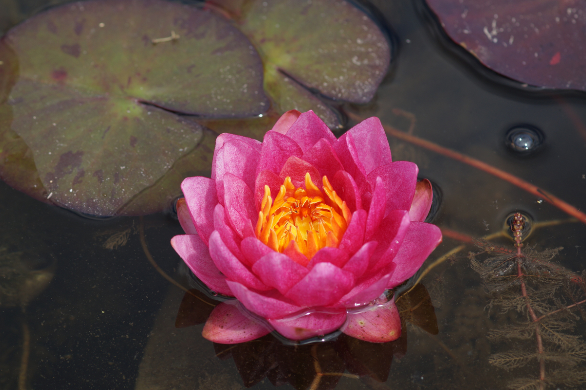 Nymphaea Hybride 'James Brydon'