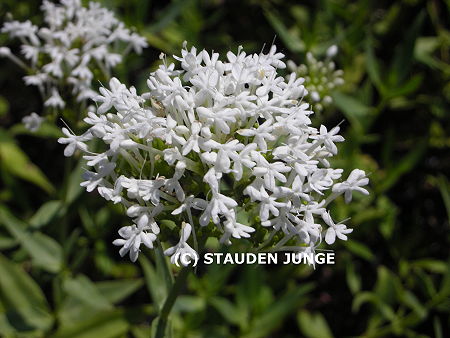 Centranthus ruber 'Albus'