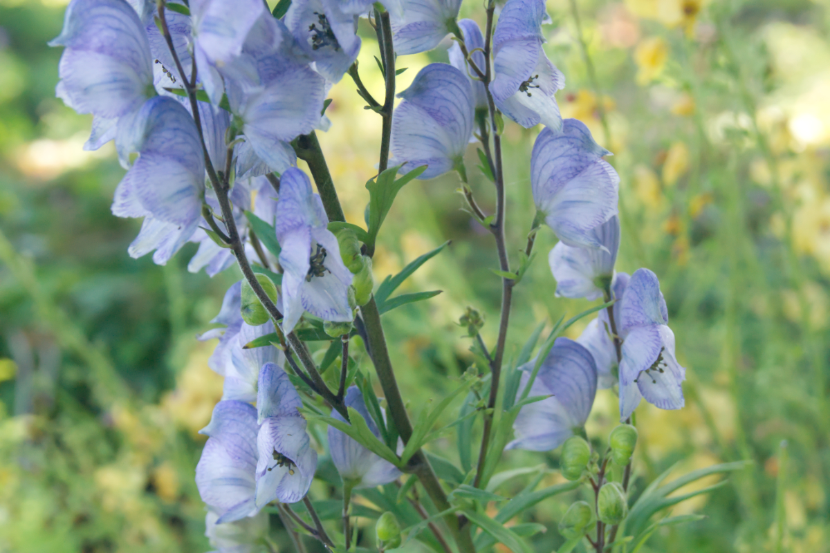 Aconitum 'Stainless Steel'