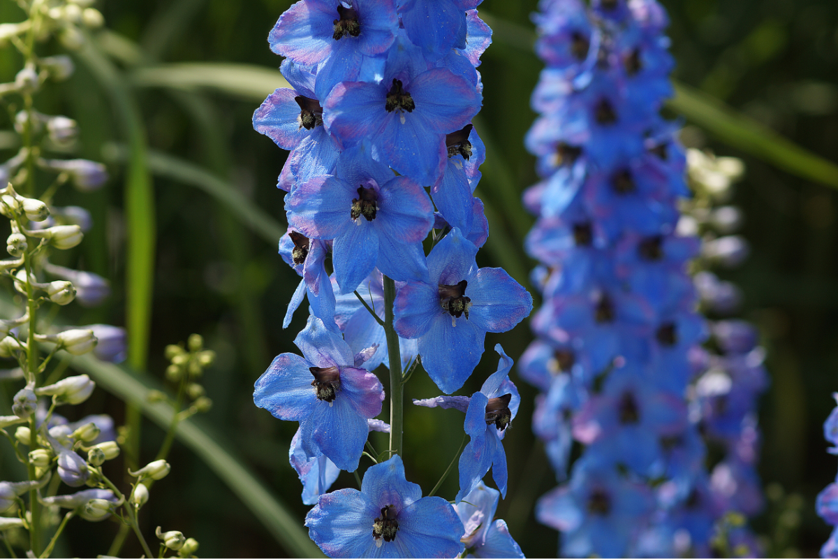 Delphinium Elatum-Hybr. 'Ouvertüre' - Hoher Garten-Rittersporn