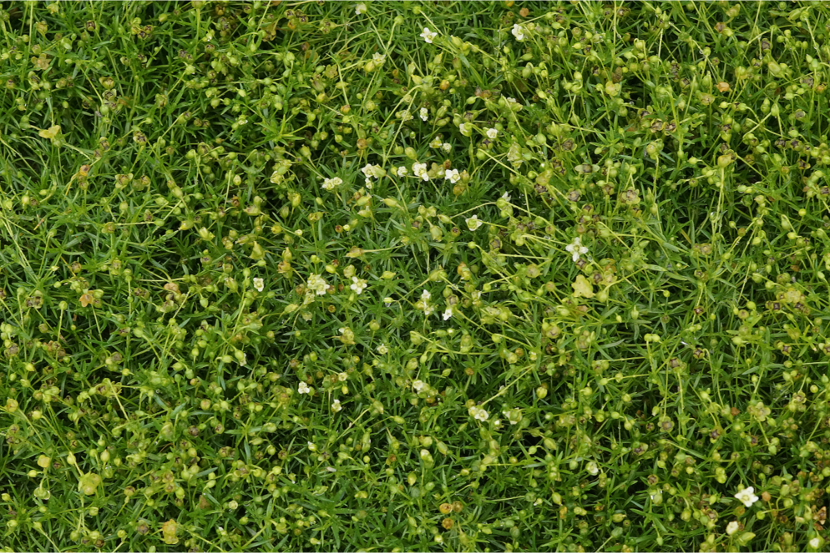 Sagina subulata veg. - Sternmoos