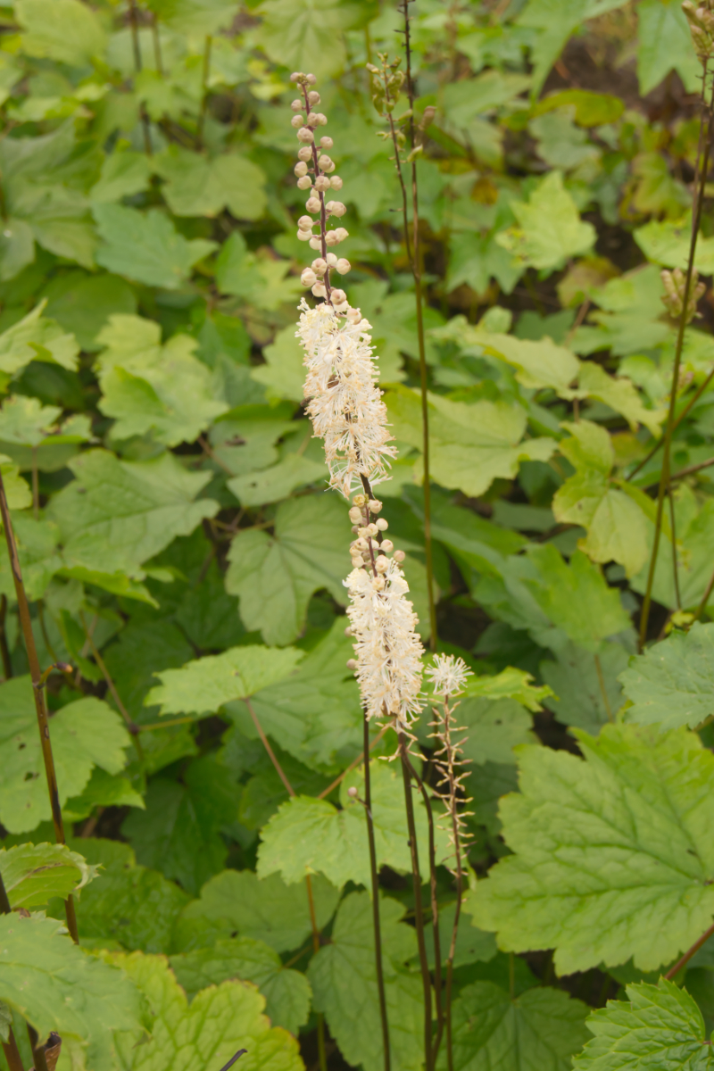 Cimicifuga (Actaea) racemosa var. cordifolia
