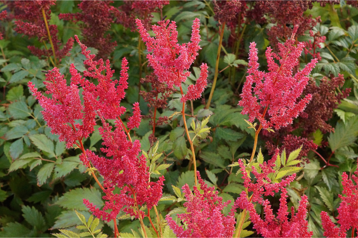Astilbe Arendsii-Hybr. 'Fanal' - Prachtspiere