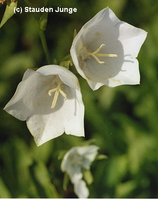 Campanula persicifolia 'Grandiflora Alba'