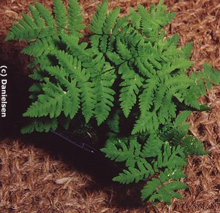 Gymnocarpium dryopteris gen.