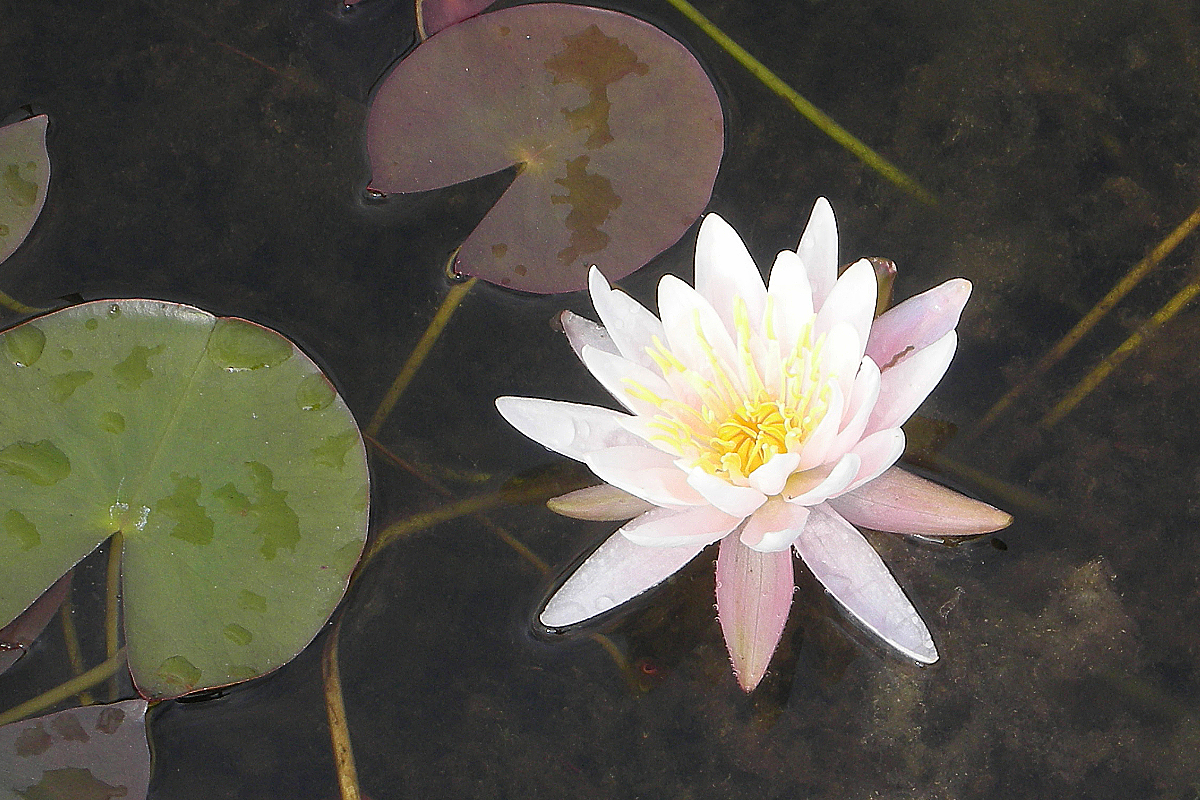 Nymphaea Hybride 'Schnuppe'