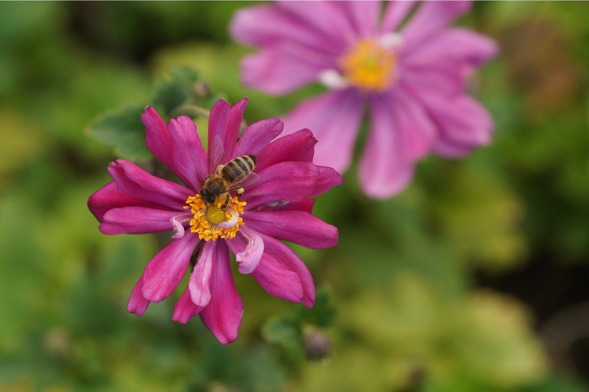 Anemone Japonica-Hybr. 'Prinz Heinrich' - Herbstanemone